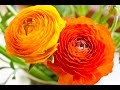 Top 10 Best Wedding Flowers In The World