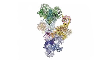 Fig. 2: Cryo-EM structure of the spliceosome B complex.
