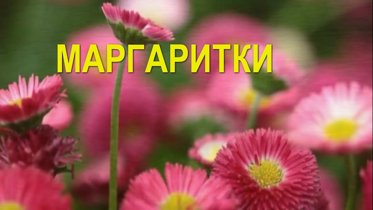 картинки маргаритка цветок онлайн картинки маргаритка цветок
