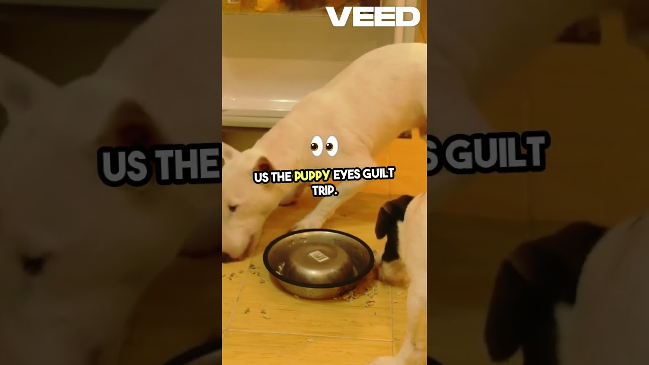 Adorable Dogs Compilation | Cute Puppies and Funny Dog Moments | Must-See Dog Video