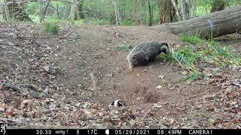 New Forest Explorers Guide - badger emergence and bedding