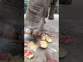 Apple gone | Zoo Elephant 🐘 | #shorts #zoo #elephant