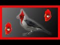 Canto Cardenal Copete Rojo - 3 Horas - El Mejor - Excelente - Paroaria Coronata