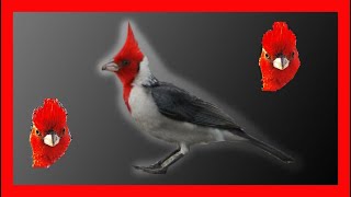 Red Crested Cardinal Bird Song, Souns, Call, Chirp, Vocalization,Melody  3 Hours Paroaria Coronata