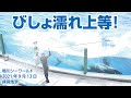 びしょ濡れ上等！練習風景【2021年9月13日】Orca performance, Kamogawa Sea World, Japan