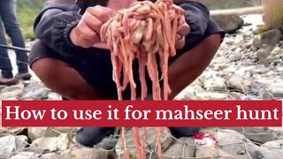 How To Use Chicken Intestine For Copper Mahseer And Golden Mahseer Hunt . Resimi