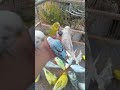 インコと過ごすリラックスタイム 🛋️ #インコのある暮らし #インコの趣味