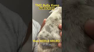 BLUE Merle Micro Bully #freefire #viral #puppies #doglover