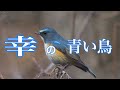 Wild birds that add color to winter『冬を彩る野鳥達』