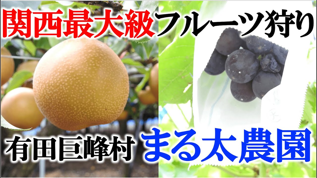 2025年最新】フルーツ狩りなら和歌山・有田の巨峰狩り体験を「あんちん