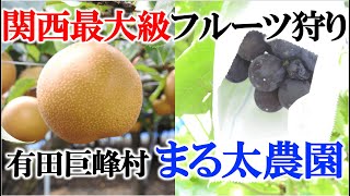 2025年最新】フルーツ狩りなら和歌山・有田の巨峰狩り体験を「あんちん