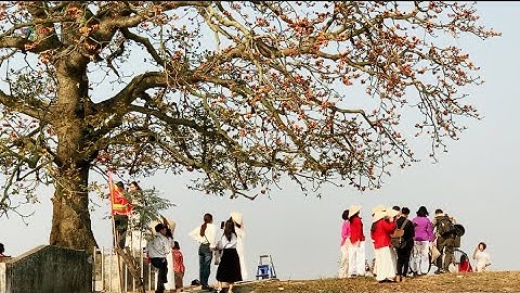 Cây Gạo cổ thụ ở .Tân mỹ,Lãng Sơn ,Yên Dũng,Bắc Giang ,thu hút rất nhiều rất nhiều du khách