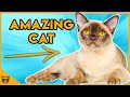 Facts About Burmese Cats - The Perfect Breed? の動画、YouTube動画。