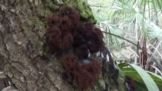 Weird and Quite Interesting Fungus