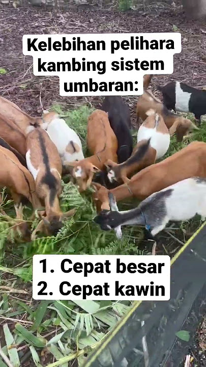 Advantages of the free-range goat pen system