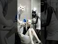 dirty place gave her the cleanest heart #shortstory #poorcat #realstory