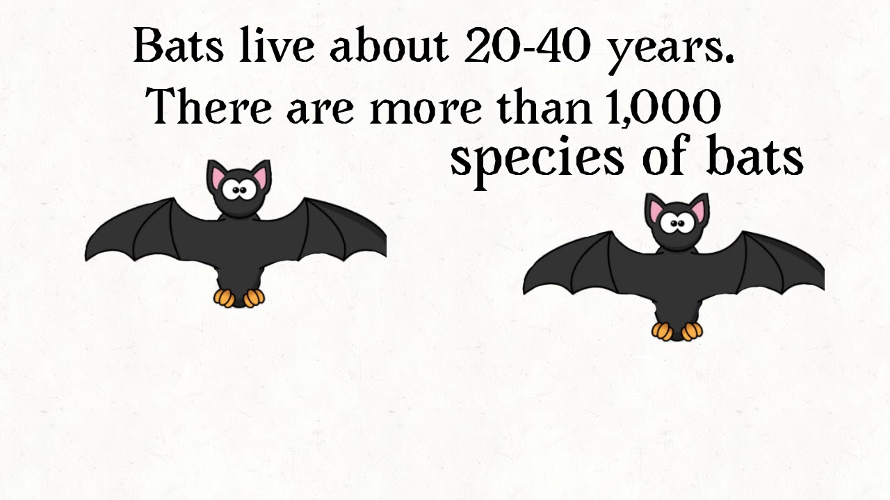 Animal fun facts Bats YouTube