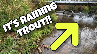 First Day of the 2025 Fall Trout Stocking Season!! (It's Raining Trout)