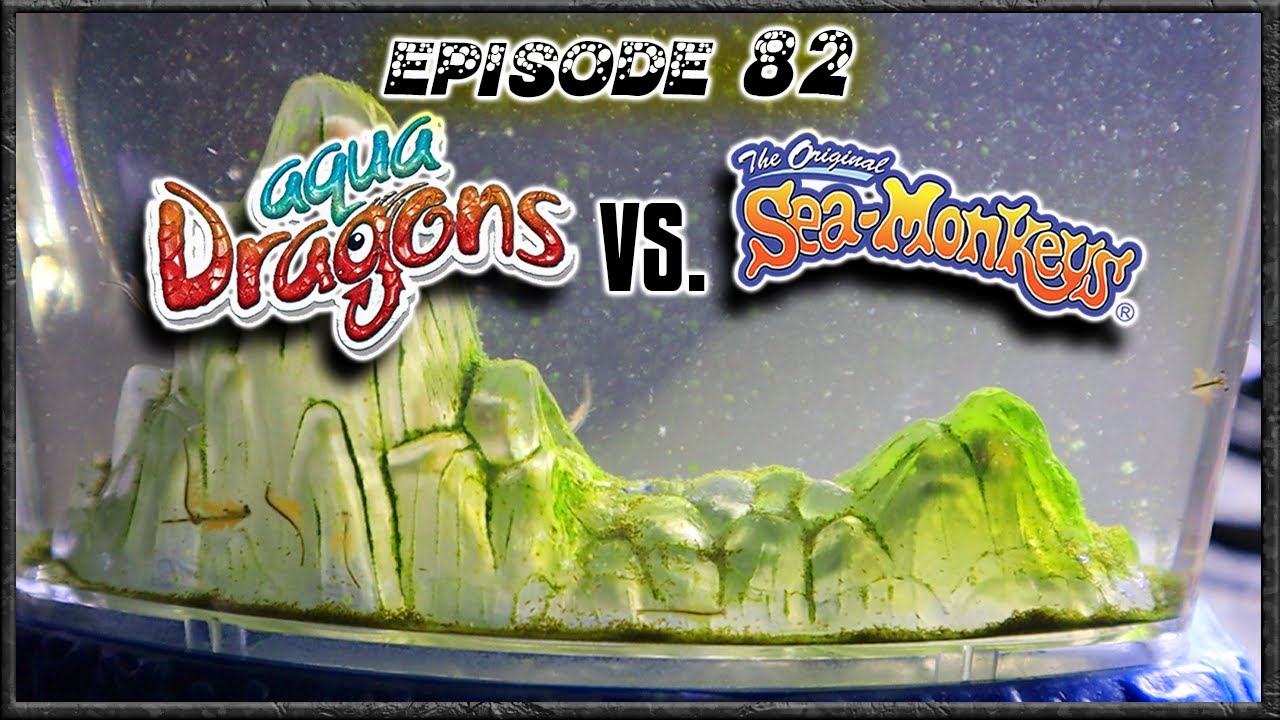 Aqua Dragons (Day 92) vs Sea Monkeys (Day 654) - YouTube