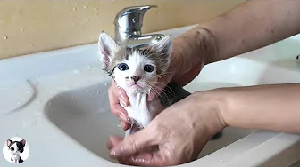First Bath of a Kitten Will Shock You with Cuteness