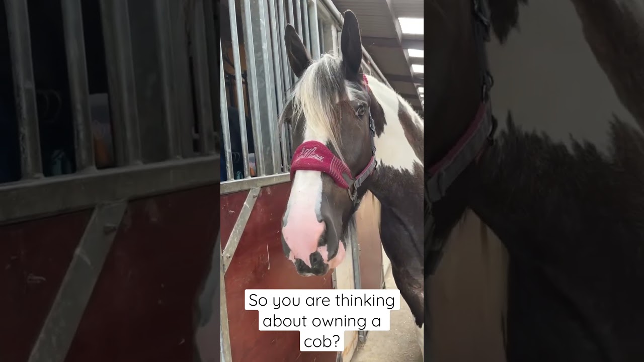 Are you sure you want a Cob? 