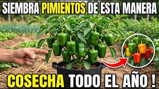 Siembra Pimientos De Esta Manera: Cosecha Frutos Todo El Año, Ellos No Quieren Que Lo Sepas !