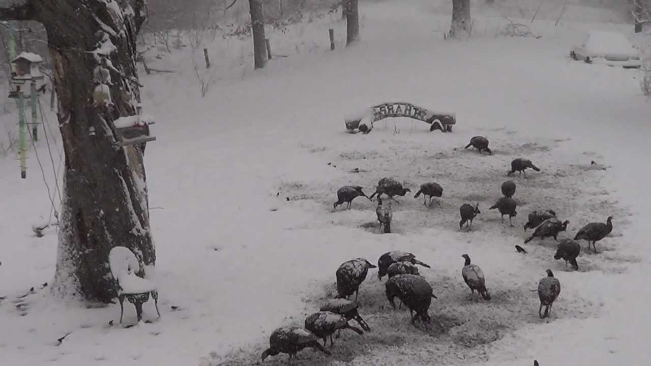 north missouri wildlife small bird's and wild turkey  feeding in snow storm