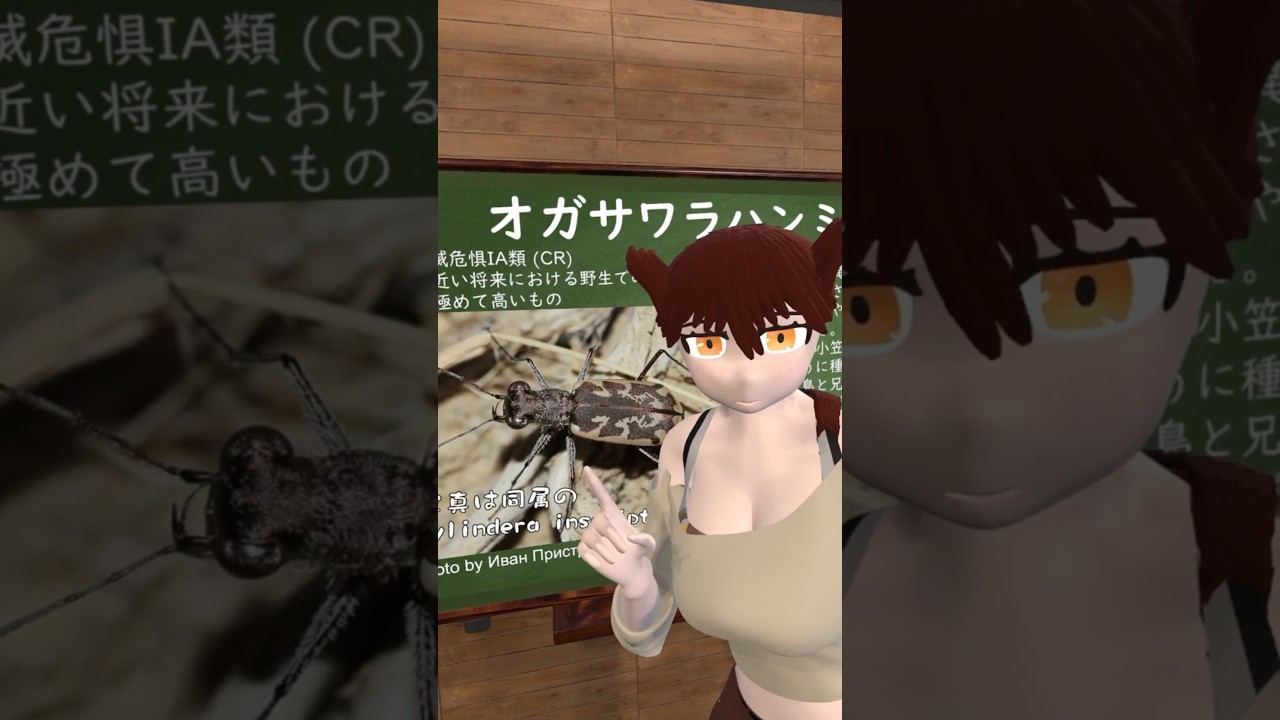 【生態学】オガサワラハンミョウ 絶滅危惧種の紹介【学術系Vtuber】