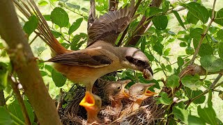 Burung shrike berekor panjang memungut kotoran anaknya.