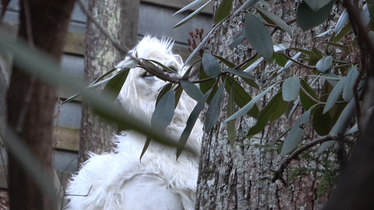 hidden camera ideas Yeti In Real Life - PRANK - Smile You're on Camera