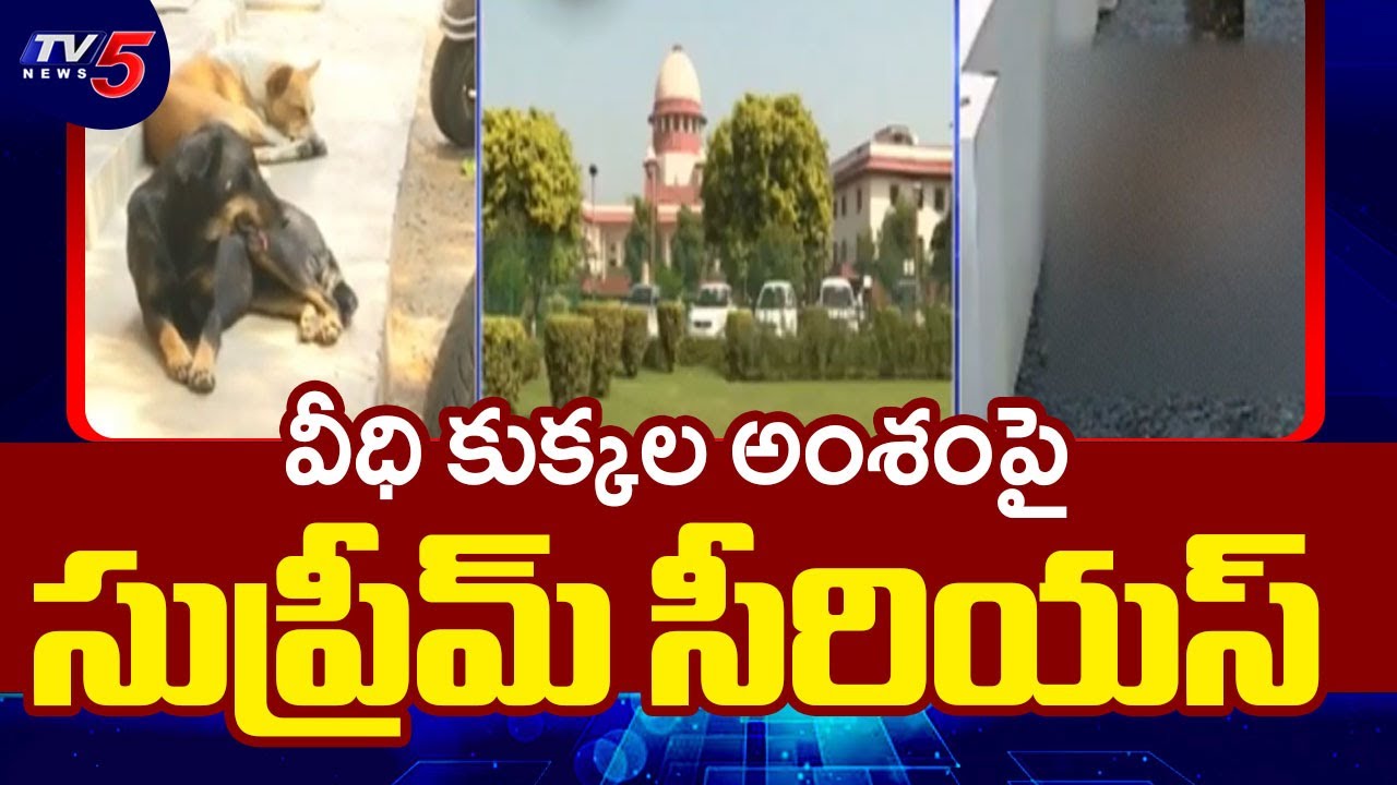 Supreme Court Serious On Street Dogs Issue | Children Safety || TV5 News