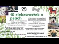 10  ciekawostek o psach