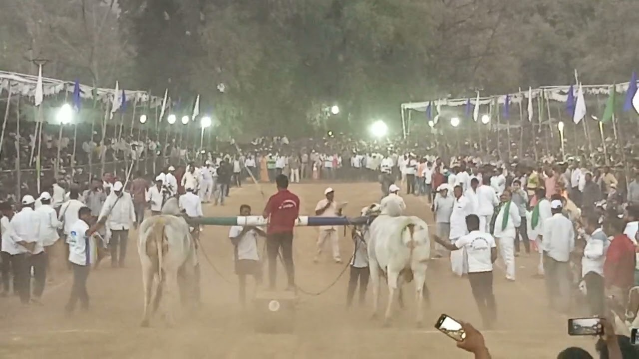 మహానంది లో hat-trick విజయంతో వెండి నంది గెలిచిన చరిత్ర తిరగరాసిన DVR ధీర - బోడిధి 🐂🏆 2491.11 feets