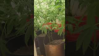 15 Oreoz Cookies 🍪 1st Wk Of Flower Stage