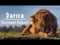 DARICA HAYVANAT BAHÇESİ 🐅 🐆 🐘 🦧 🦒 🐒  Kocaeli Faruk Yalçın Zoo (Hayvanat Bahçesi Gezi Videosu)