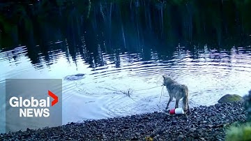 Cameras capture BC sea wolf raiding crab traps in first possible ‘tool use’