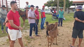 FEIRA DE CAPRINOS E OVINOS EM CRUZESPE  06052024  #nordeste