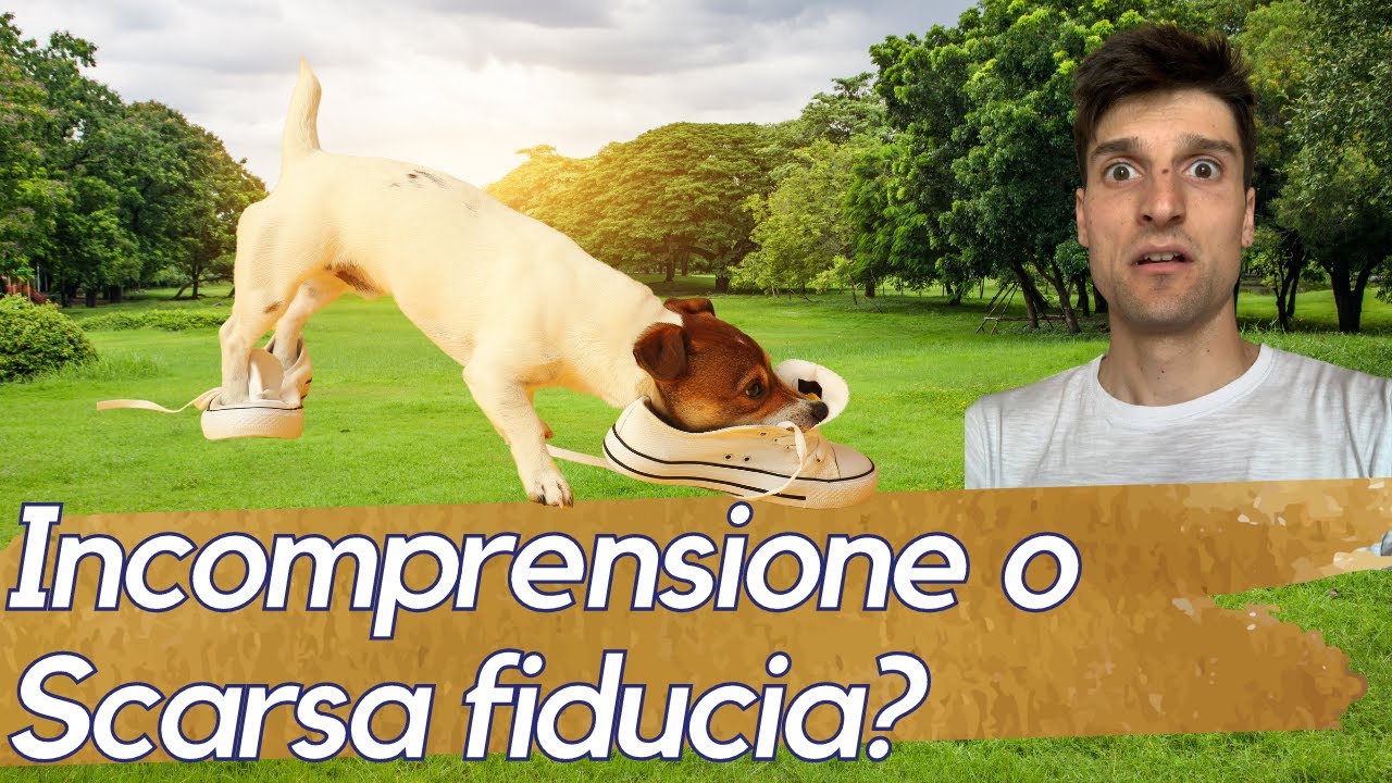 CANE CHE NON ASCOLTA: 3 motivi per cui non lo fa (e come rimediare)