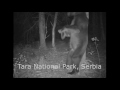 Dancing bears at Tara National Park