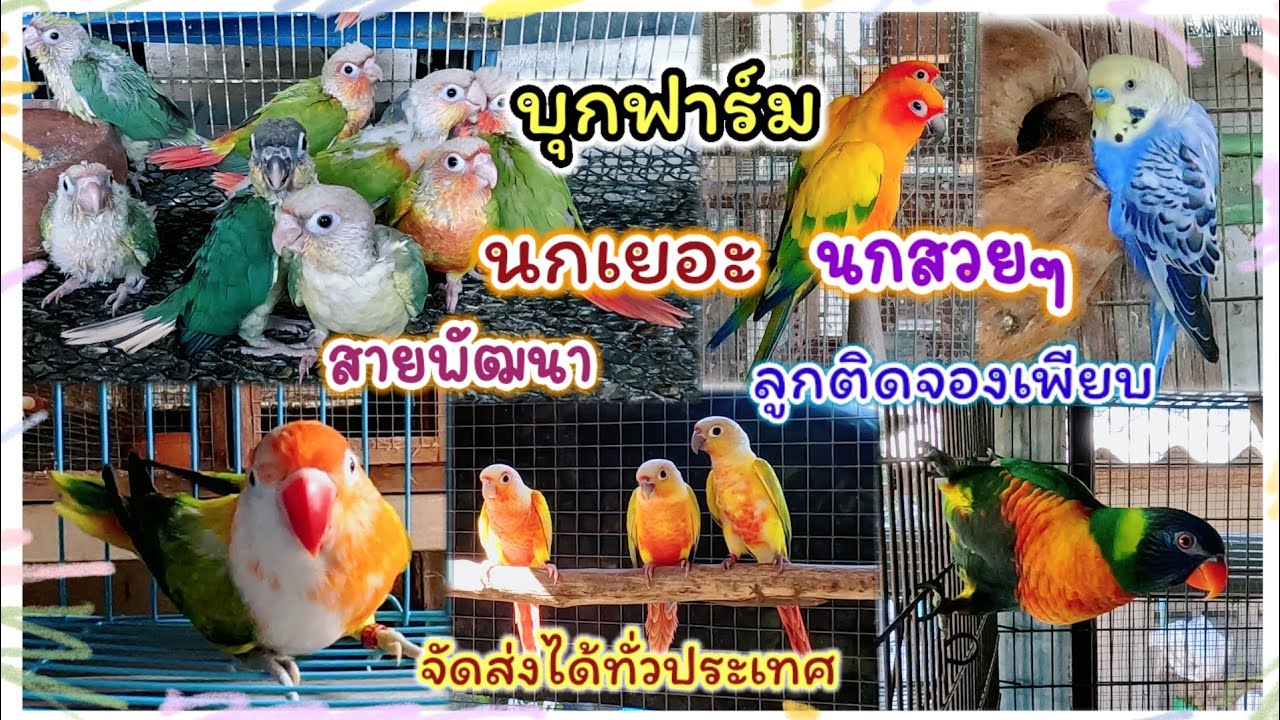 มาแล้วว บุกฟาร์มนก นกเยอะ นกสวยๆ สีสูง ลูกติดจองเพียบ จัดส่งได้ทั่วประเทศ บังมาน ฟาร์ม จ.ฉะเชิงเทรา