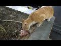 Feeding a stray cat