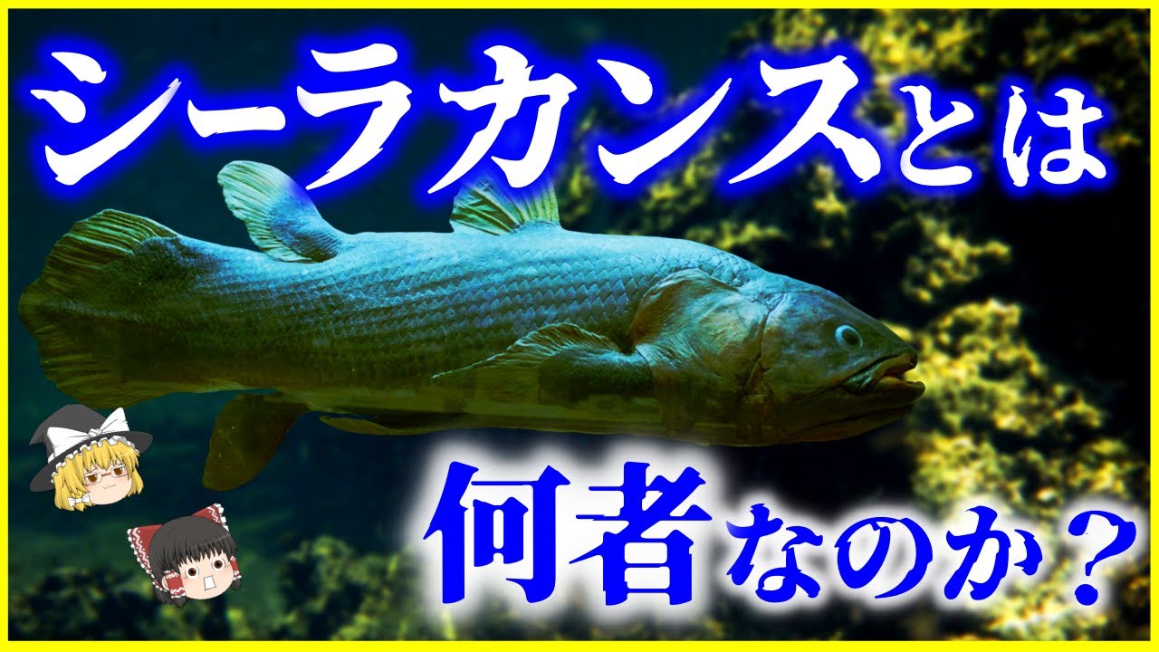 【ゆっくり解説】両生類への進化途中⁉謎多き生きた化石「シーラカンス」とは何者なのか？を解説/実はシーラカンスは現存しない？寿命は100年？