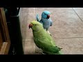 Parrots give each other kisses, admire their reflections