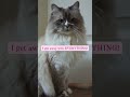 Cat Gets Away With EVERYTHING | Cat TikTok | The Floof Crew [#Shorts]