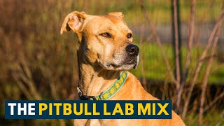 Pitbull Lab Mix: Everything About the Loyal & Loving Bullador! by All Things Dogs 98,162 views 3 years ago 3 minutes, 5 seconds