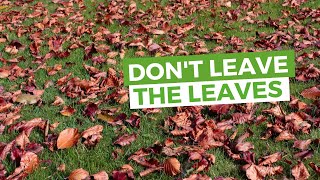 Always Remove Leaves From Your Lawn!