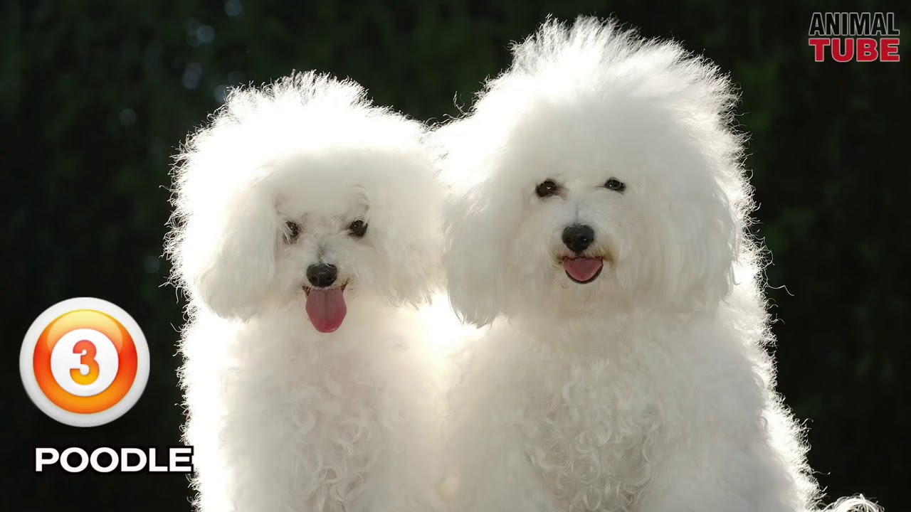 top-10-friendly-dogs-youtube