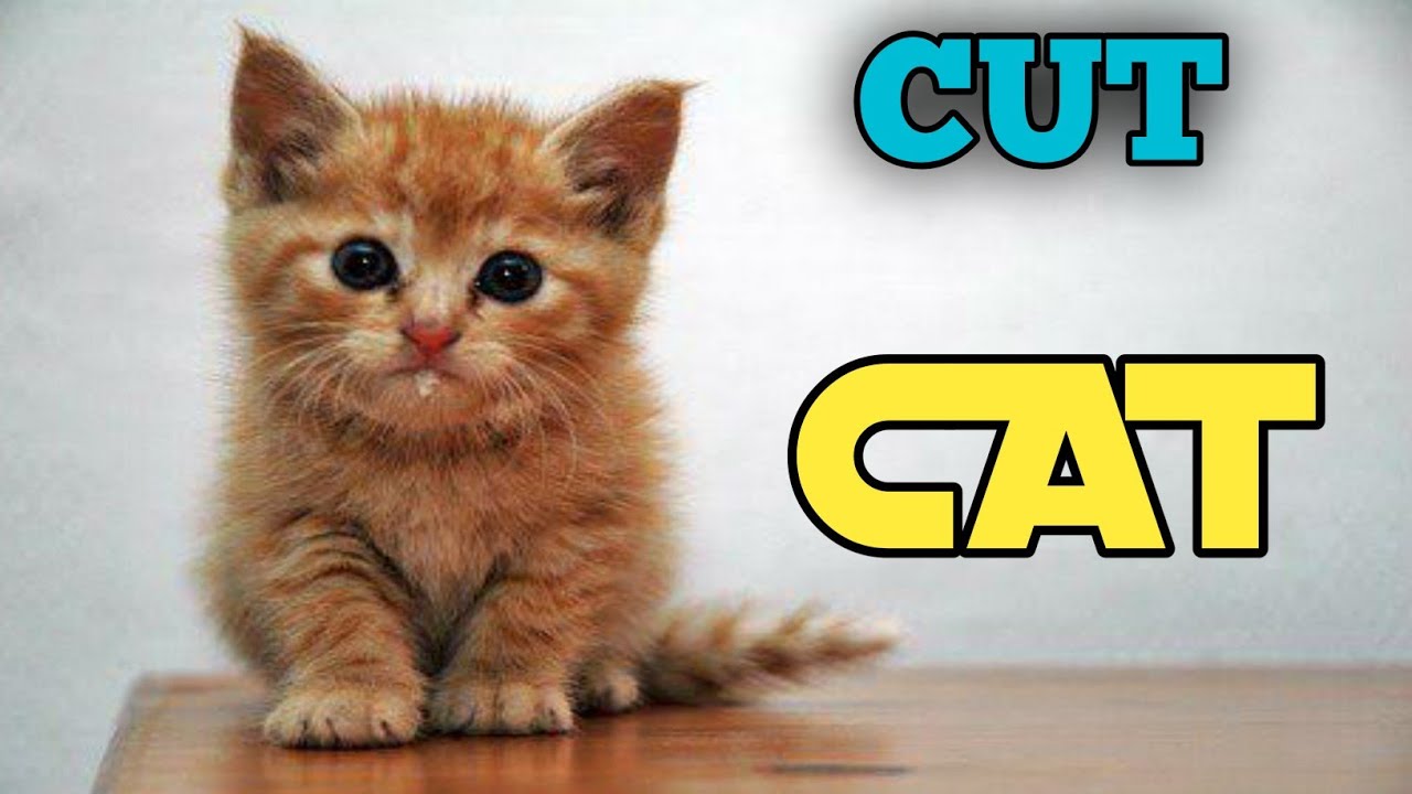 OMG So Cute Cats ♥ Best Funny Cat Videos 2020 #1