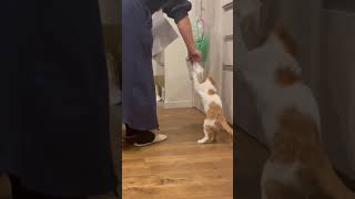 猫のトイレ掃除の際のハプニング