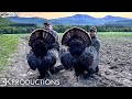 New hampshire turkey hunting  nonstop gobbling